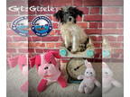 Rattle DOG FOR ADOPTION RGADN-1393106 - Gisele - Poodle (Miniature) / Rat
