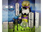Rattle DOG FOR ADOPTION RGADN-1393107 - Letty - Poodle (Miniature) / Rat Terrier
