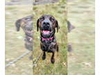 Plott Hound-Retriever Mix DOG FOR ADOPTION RGADN-1393111 - Sissy SCAS -