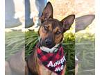 Pharaoh Hound Mix DOG FOR ADOPTION RGADN-1393114 - Burke SCAS - Shepherd /