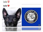 German Shepherd Dog DOG FOR ADOPTION RGADN-1393117 - LEIA - German Shepherd Dog