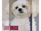 Shih Tzu Mix DOG FOR ADOPTION RGADN-1393120 - Muffin - Shih Tzu / Mixed (medium