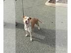 American Pit Bull Terrier DOG FOR ADOPTION RGADN-1393128 - CHUNK - Pit Bull