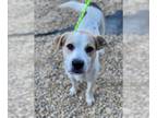 English Foxhound Mix DOG FOR ADOPTION RGADN-1393129 - MILO - English Foxhound /