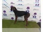 Bluetick Coonhound DOG FOR ADOPTION RGADN-1393132 - *LYDIA - Bluetick Coonhound