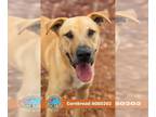 Black Mouth Cur-Golden Retriever Mix DOG FOR ADOPTION RGADN-1393134 - CORNBREAD