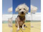 Poodle (Miniature) DOG FOR ADOPTION RGADN-1393146 - MR FRIZZLE - Poodle