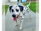 Dalmatian DOG FOR ADOPTION RGADN-1393148 - SIMBA - Dalmatian (medium coat) Dog