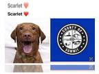 Labrador Retriever DOG FOR ADOPTION RGADN-1393151 - SCARLET - Labrador Retriever