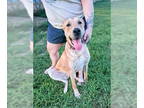 Great Dane Mix DOG FOR ADOPTION RGADN-1393155 - Copper - Great Dane / Mixed Dog