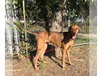 Great Dane-Rhodesian Ridgeback Mix DOG FOR ADOPTION RGADN-1393156 - Freya Rose -