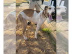 Great Dane DOG FOR ADOPTION RGADN-1393157 - Lola - Great Dane Dog For Adoption
