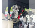 Great Dane DOG FOR ADOPTION RGADN-1393159 - Nickel - Great Dane Dog For Adoption