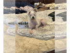 Poodle (Miniature) Mix DOG FOR ADOPTION RGADN-1393161 - Constance - Poodle