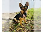 German Shepherd Dog Mix DOG FOR ADOPTION RGADN-1393165 - Angel - German Shepherd