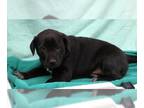 Mastiff Mix DOG FOR ADOPTION RGADN-1393166 - Puppy - Cattle Dog / Mastiff /