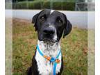 German Shorthaired Pointer Mix DOG FOR ADOPTION RGADN-1393178 - PAULA - German