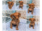 Chiweenie DOG FOR ADOPTION RGADN-1393185 - Garnett (NOT YET AVAILABLE) -
