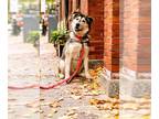 Alaskan Malamute DOG FOR ADOPTION RGADN-1393194 - FINNY - Alaskan Malamute