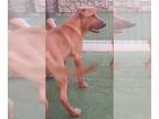 Redbone Coonhound Mix DOG FOR ADOPTION RGADN-1393196 - *MUMFORD - Redbone