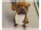 Boxer Mix DOG FOR ADOPTION RGADN-1393199 - KOLBY AMORE - Boxer / Mixed (short