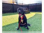 Boxer Mix DOG FOR ADOPTION RGADN-1393204 - KIVA - Boxer / Mixed (medium coat)