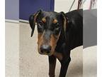 Doberman Pinscher DOG FOR ADOPTION RGADN-1393205 - *KNOX - Doberman Pinscher