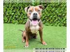 Bullboxer Pit DOG FOR ADOPTION RGADN-1393208 - BREW - Boxer / Pit Bull Terrier /
