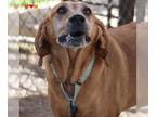 Redbone Coonhound DOG FOR ADOPTION RGADN-1393215 - RUFUS - Redbone Coonhound