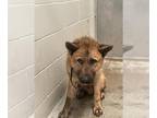 Chow Chow Mix DOG FOR ADOPTION RGADN-1393218 - BOWSER - Chow Chow / Mixed