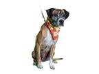 Boxer DOG FOR ADOPTION RGADN-1393219 - BEAUTY - Boxer (medium coat) Dog For