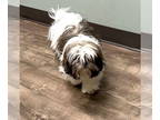 Shih Tzu DOG FOR ADOPTION RGADN-1393222 - Milton - Shih Tzu (medium coat) Dog