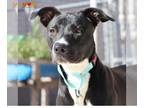 Labrador Retriever Mix DOG FOR ADOPTION RGADN-1393237 - DUCKY - Labrador