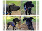 American Pit Bull Terrier Mix DOG FOR ADOPTION RGADN-1393238 - MANSI 6 - Pit