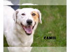Cavalier King Charles Spaniel DOG FOR ADOPTION RGADN-1393248 - Camil - Cavalier