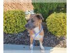 American Pit Bull Terrier Mix DOG FOR ADOPTION RGADN-1393250 - GRIZZLY -