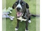 Great Dane Mix DOG FOR ADOPTION RGADN-1393258 - A628703 - Great Dane / Mixed