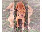 Mastiff Mix DOG FOR ADOPTION RGADN-1393261 - MAXINE - Mastiff / Mixed (medium