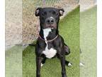 Great Dane Mix DOG FOR ADOPTION RGADN-1393274 - ARLO - Great Dane / Mixed