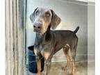 Doberman Pinscher DOG FOR ADOPTION RGADN-1393276 - ROO - Doberman Pinscher