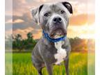 American Staffordshire Terrier DOG FOR ADOPTION RGADN-1393278 - PEAS - American