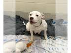 Bullypit DOG FOR ADOPTION RGADN-1393279 - MILLIE - Pit Bull Terrier / American