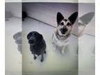 Mix DOG FOR ADOPTION RGADN-1393286 - Cali - Retriever (short coat) Dog For