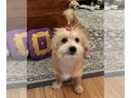 Shih Tzu DOG FOR ADOPTION RGADN-1393288 - Monica Gellar - Shih Tzu / Yorkshire