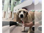Rat Terrier-Spaniel Mix DOG FOR ADOPTION RGADN-1393290 - Addison - Spaniel / Rat