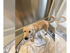 Akbash-Labrador Retriever Mix DOG FOR ADOPTION RGADN-1393291 - OLIVER - Labrador