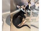 German Shepherd Dog Mix DOG FOR ADOPTION RGADN-1393293 - NICOLE - Australian