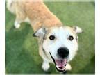 Huskies Mix DOG FOR ADOPTION RGADN-1393297 - TEDDY - Husky / Mixed (long coat)