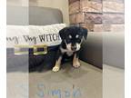 Doberman Pinscher Mix DOG FOR ADOPTION RGADN-1393313 - SIMON - Doberman Pinscher