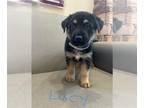 Doberman Pinscher DOG FOR ADOPTION RGADN-1393315 - LUCY - Doberman Pinscher